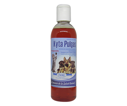 kyta pulgas